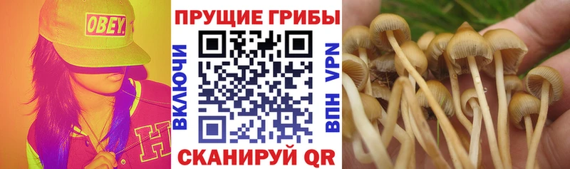 Галлюциногенные грибы GOLDEN TEACHER  Фурманов 